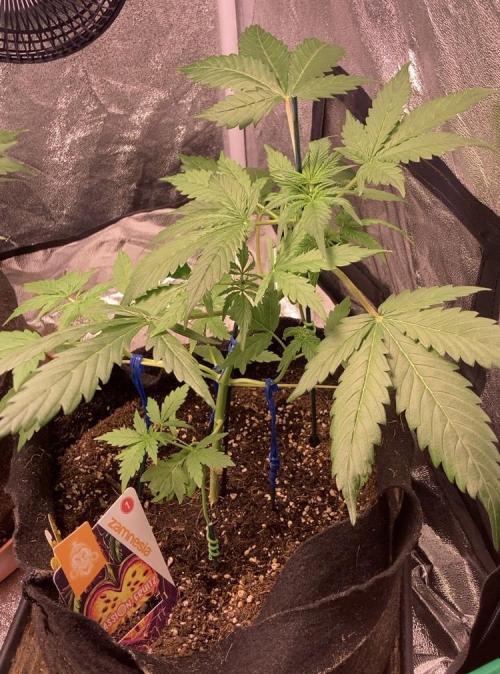 PINEAPPLE GLUE🍍🦍& PassionFruitz. Week 5