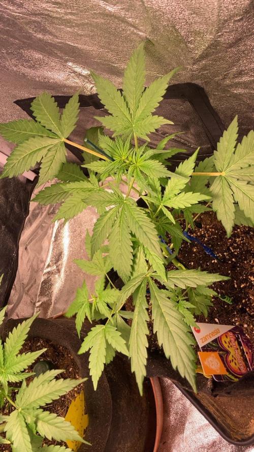 PINEAPPLE GLUE🍍🦍& PassionFruitz. Week 5