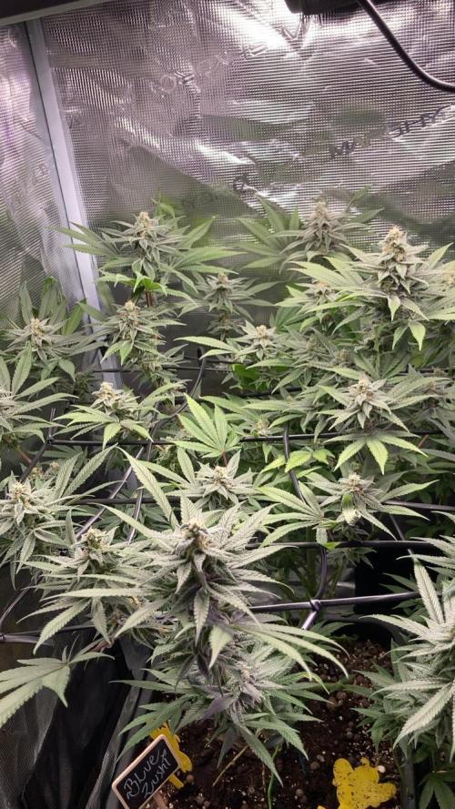 ZUSHI-FROZEN-LEMON. Week 12