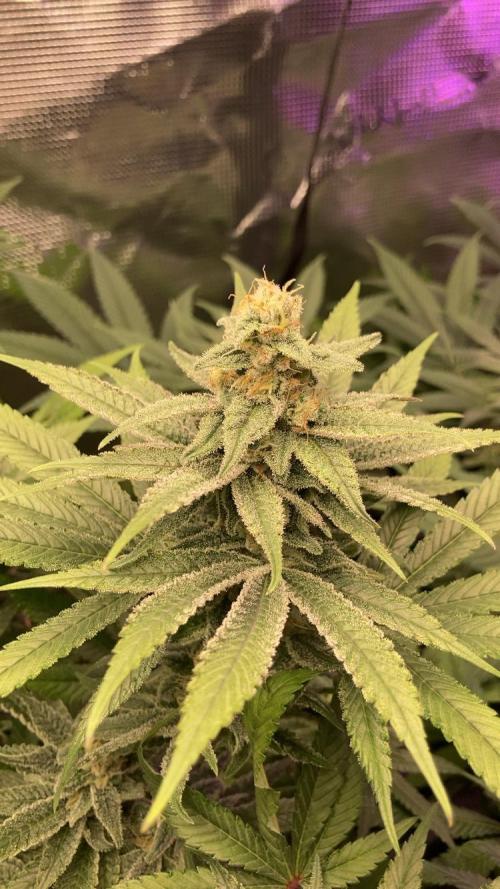 ZUSHI-FROZEN-LEMON. Week 12 - Zushi