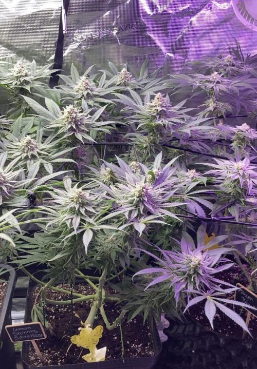 ZUSHI-FROZEN-LEMON. Week 12