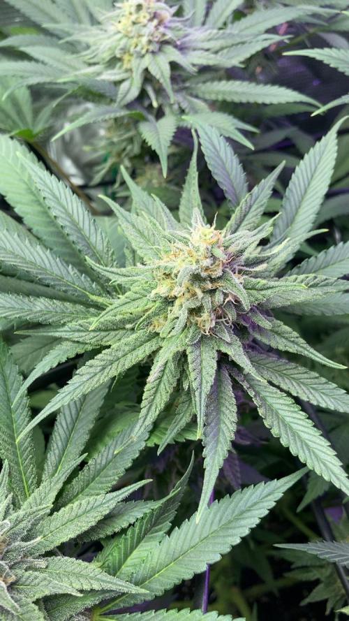 ZUSHI-FROZEN-LEMON. Week 12 - Lemon