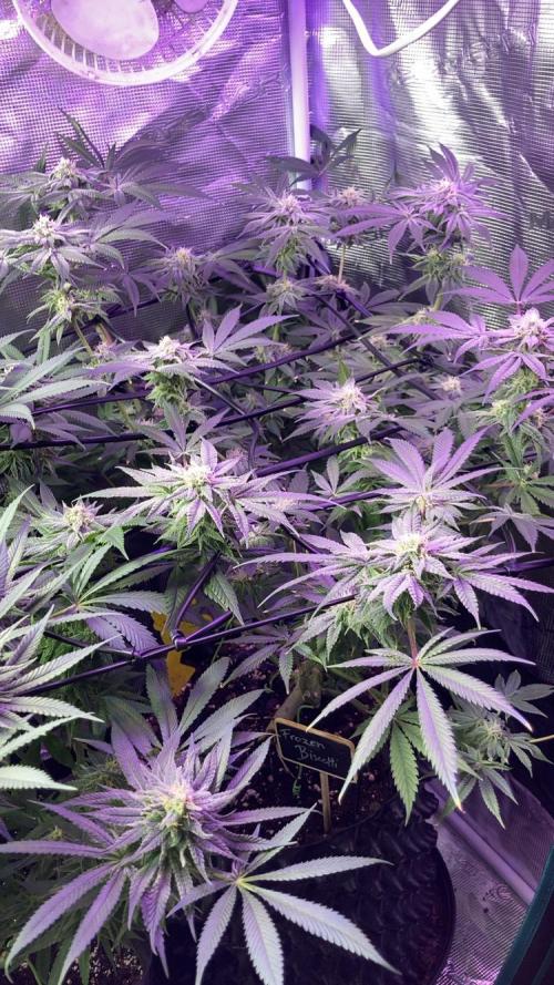 ZUSHI-FROZEN-LEMON. Week 12