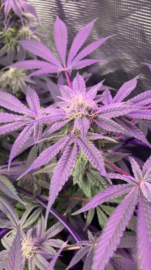 ZUSHI-FROZEN-LEMON. Week 12 - Frozen