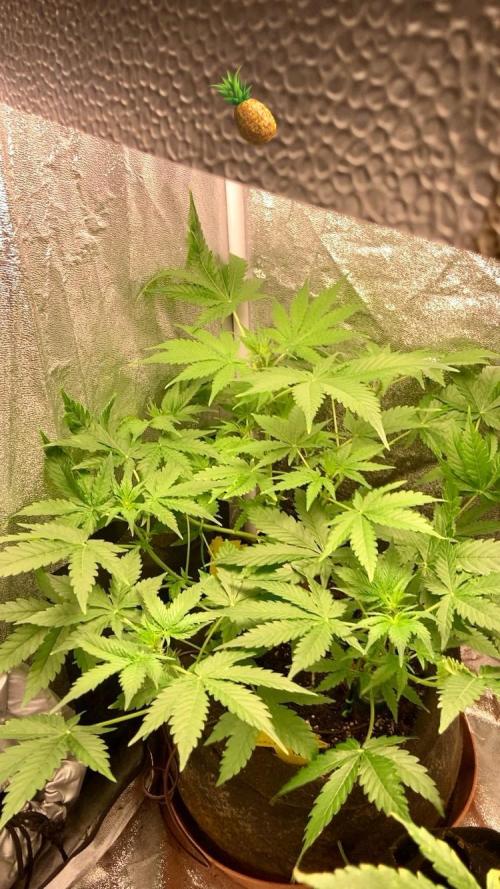 PINEAPPLE GLUE🍍🦍& PassionFruitz. Week 6