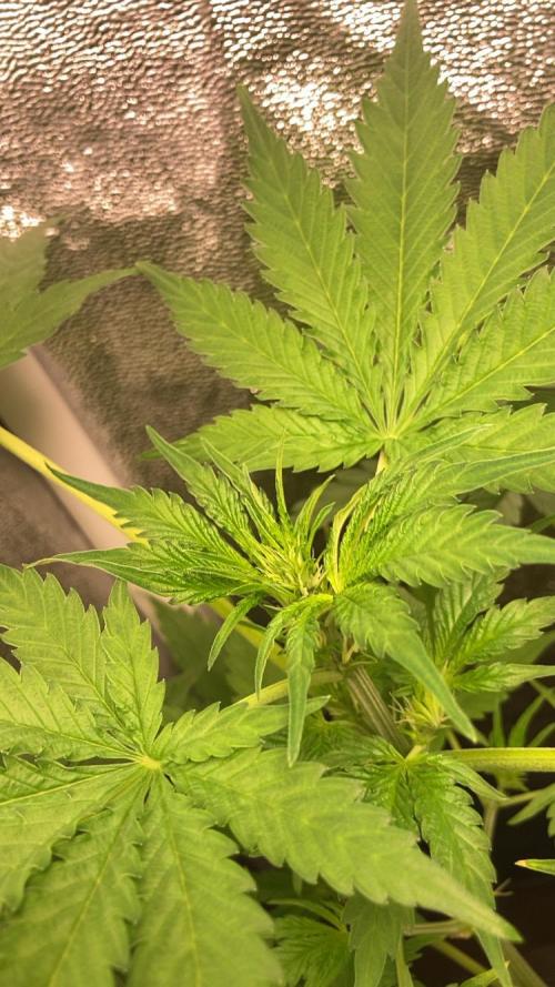 PINEAPPLE GLUE🍍🦍& PassionFruitz. Week 6