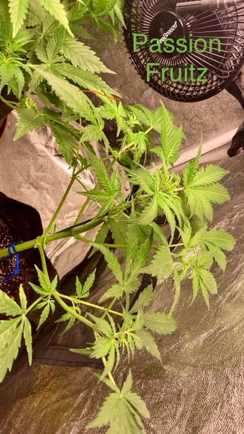 PINEAPPLE GLUE🍍🦍& PassionFruitz. Week 6