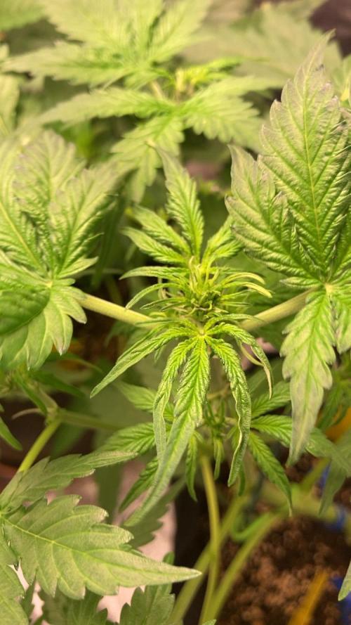 PINEAPPLE GLUE🍍🦍& PassionFruitz. Week 6