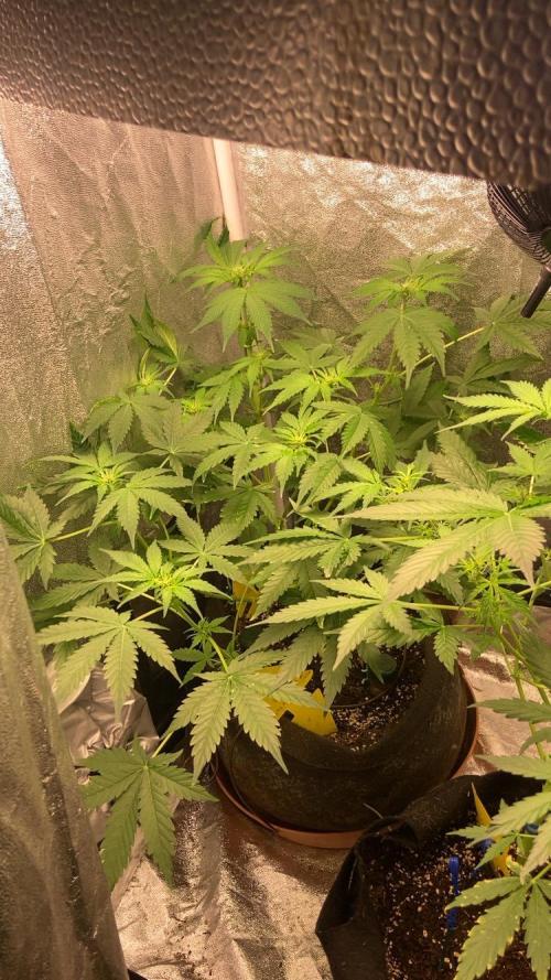 PINEAPPLE GLUE🍍🦍& PassionFruitz. Week 7