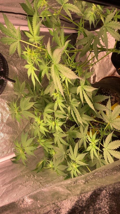 PINEAPPLE GLUE🍍🦍& PassionFruitz. Week 7