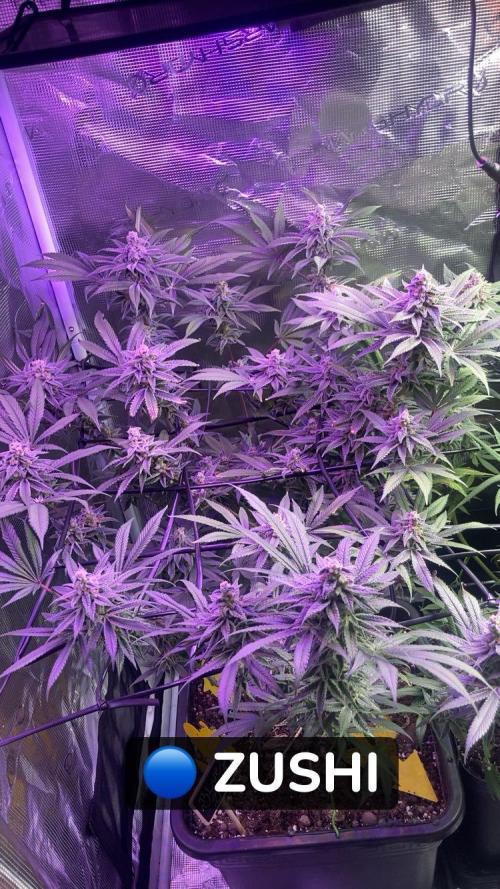 ZUSHI-FROZEN-LEMON. Week 14