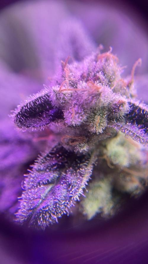 ZUSHI-FROZEN-LEMON. Week 14