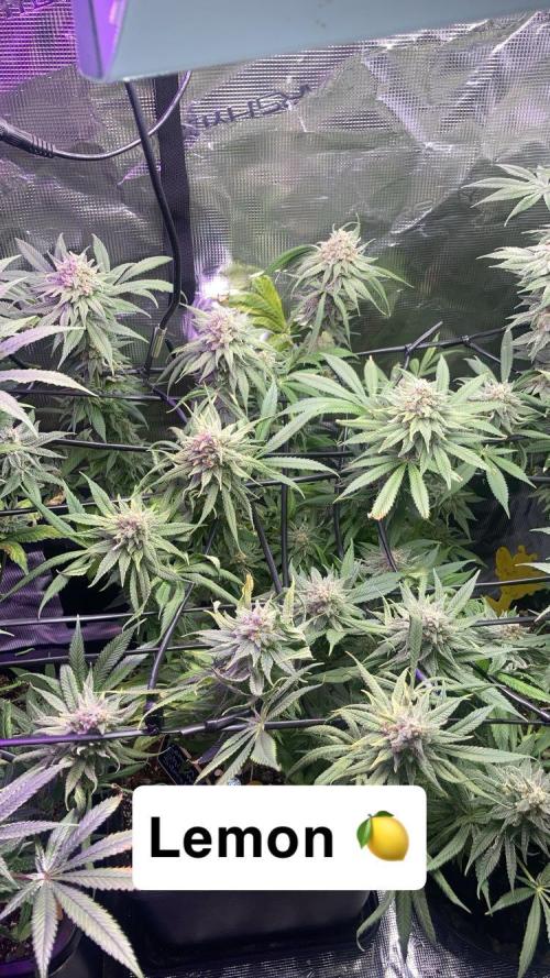 ZUSHI-FROZEN-LEMON. Week 14