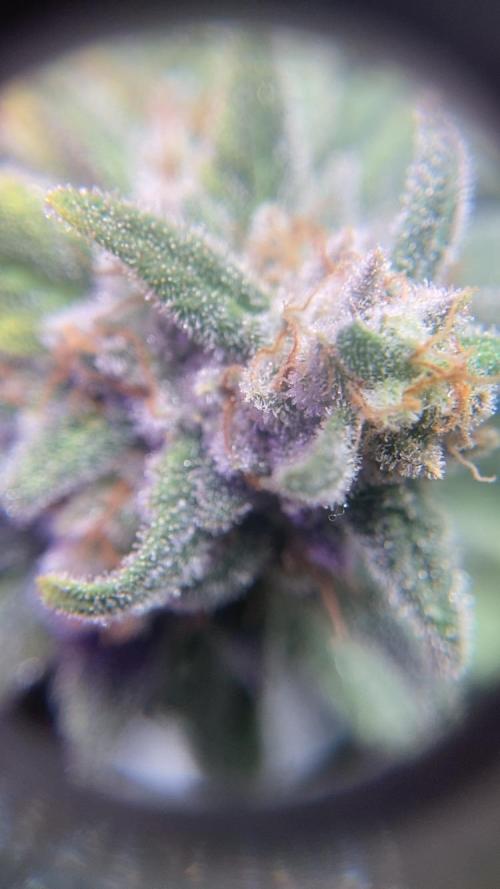 ZUSHI-FROZEN-LEMON. Week 14