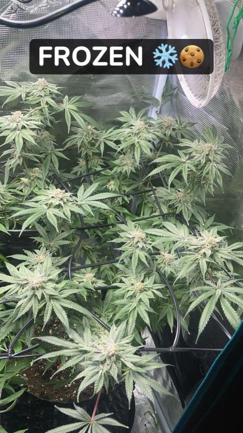 ZUSHI-FROZEN-LEMON. Week 14