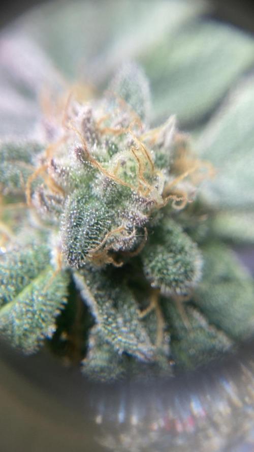 ZUSHI-FROZEN-LEMON. Week 14