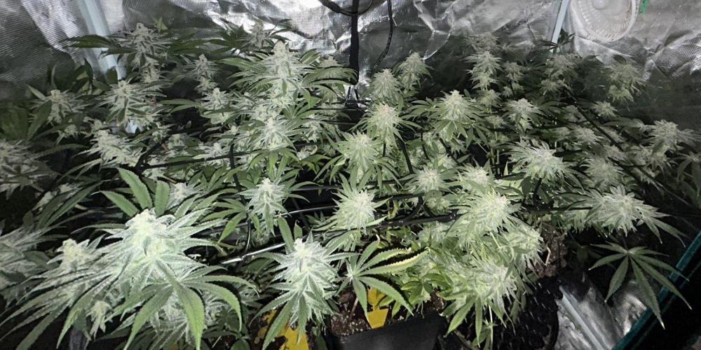 ZUSHI-FROZEN-LEMON. Week 14