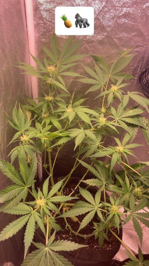 PINEAPPLE GLUE🍍🦍& PassionFruitz. Week 8