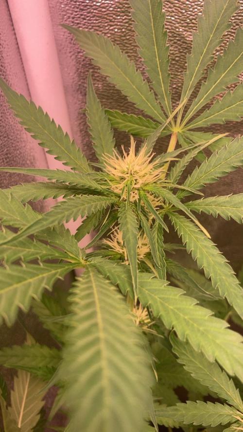 PINEAPPLE GLUE🍍🦍& PassionFruitz. Week 8