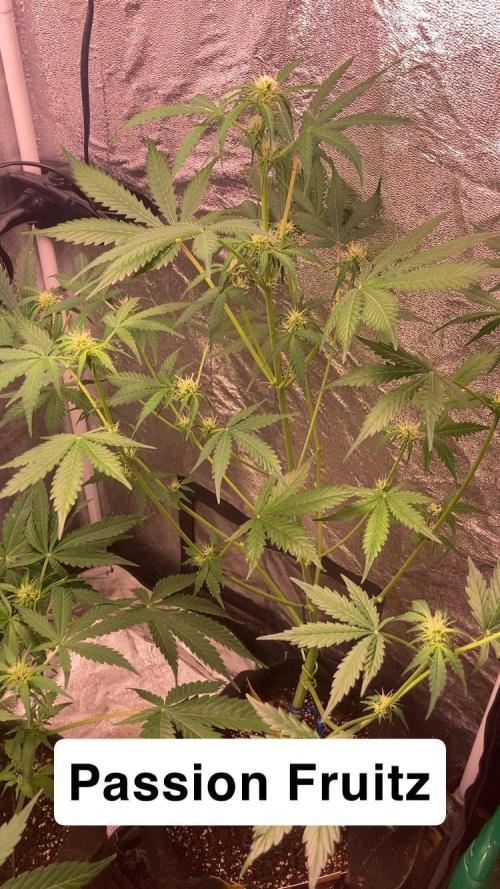 PINEAPPLE GLUE🍍🦍& PassionFruitz. Week 8