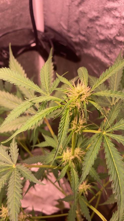 PINEAPPLE GLUE🍍🦍& PassionFruitz. Week 8