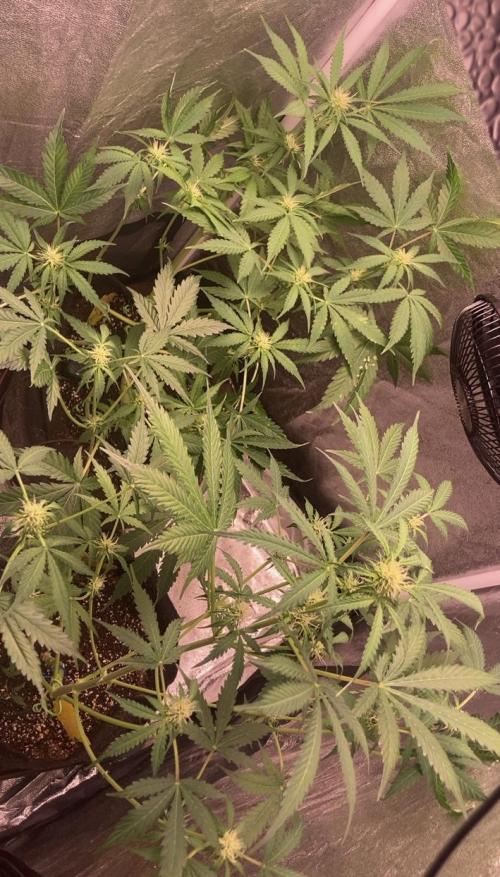 PINEAPPLE GLUE🍍🦍& PassionFruitz. Week 8