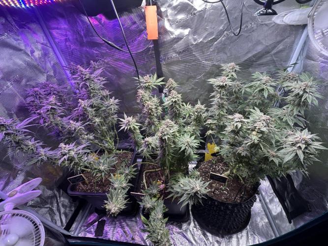 ZUSHI-FROZEN-LEMON. Week 15