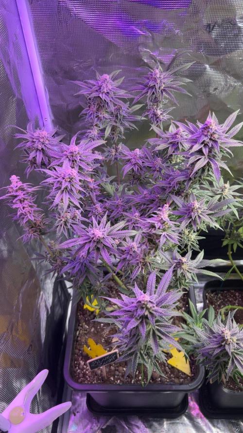 ZUSHI-FROZEN-LEMON. Week 15 - 🔵zushi