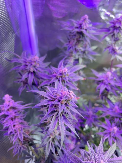 ZUSHI-FROZEN-LEMON. Week 15 - 🔵