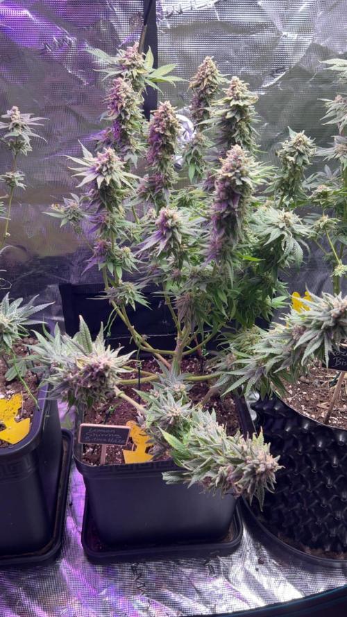 ZUSHI-FROZEN-LEMON. Week 15 - 🍋