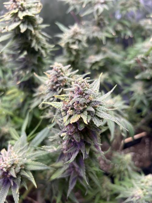 ZUSHI-FROZEN-LEMON. Week 15 - 🍋