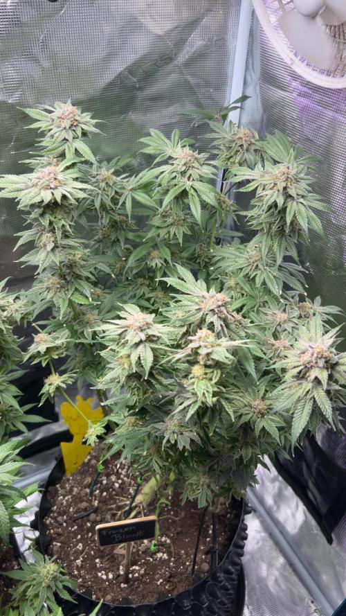 ZUSHI-FROZEN-LEMON. Week 15 - FROZEN