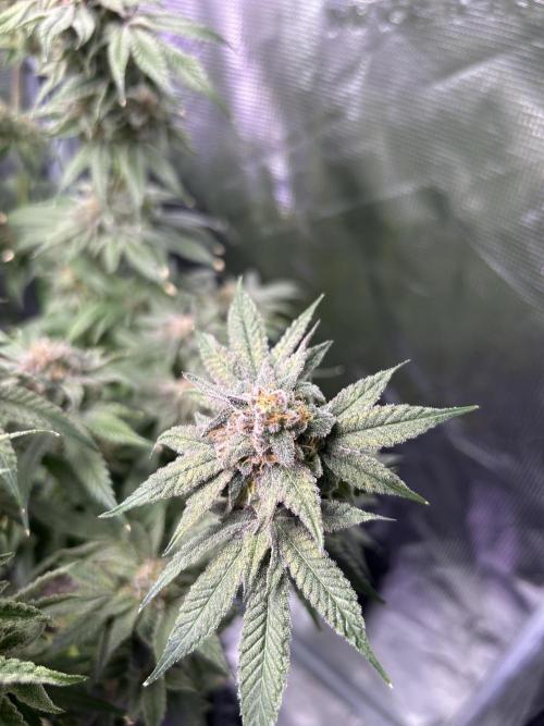 ZUSHI-FROZEN-LEMON. Week 15