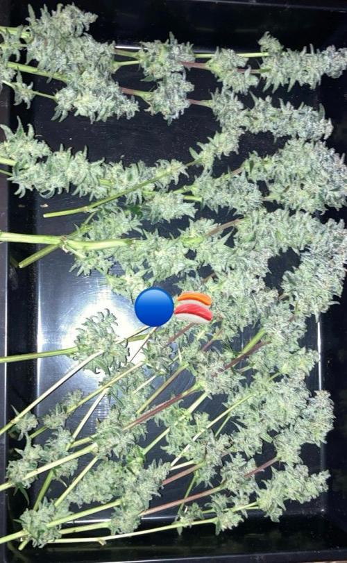 ZUSHI-FROZEN-LEMON. Week 16