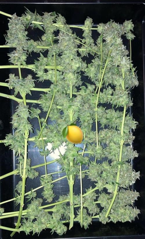 ZUSHI-FROZEN-LEMON. Week 16