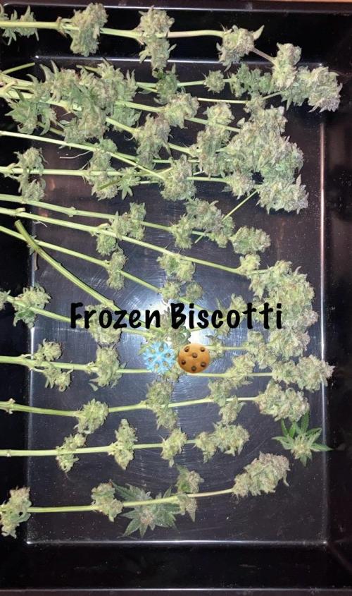 ZUSHI-FROZEN-LEMON. Week 16