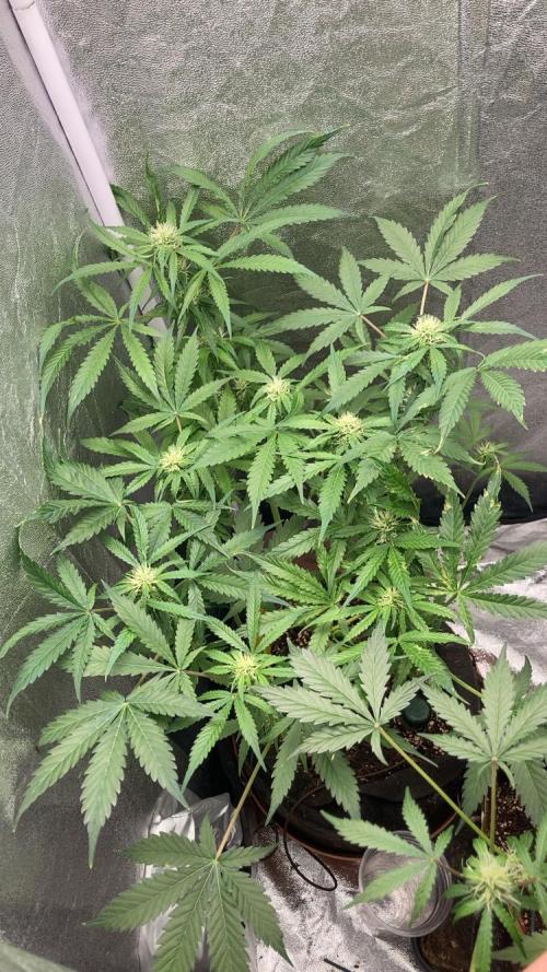 PINEAPPLE GLUE🍍🦍& PassionFruitz. Week 9 - Pineapple 