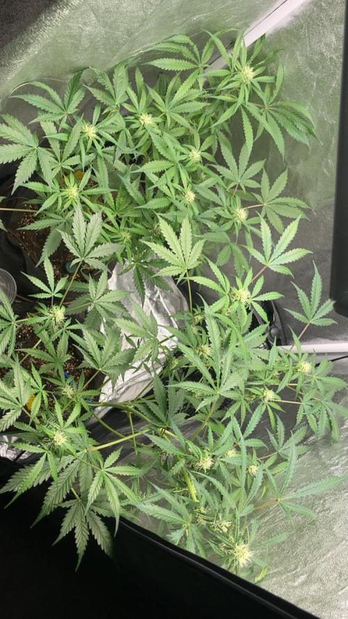 PINEAPPLE GLUE🍍🦍& PassionFruitz. Week 9