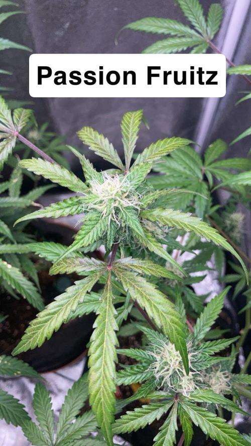 PINEAPPLE GLUE🍍🦍& PassionFruitz. Week 10