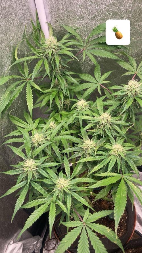 PINEAPPLE GLUE🍍🦍& PassionFruitz. Week 10