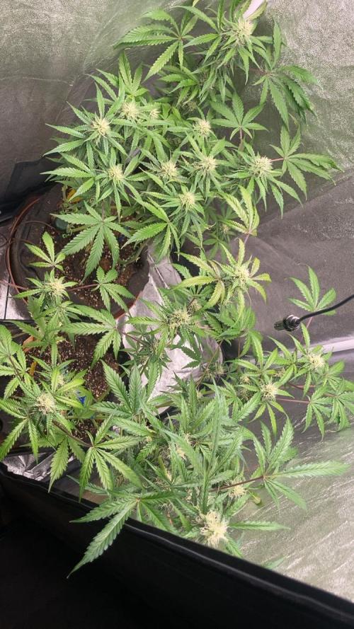 PINEAPPLE GLUE🍍🦍& PassionFruitz. Week 10