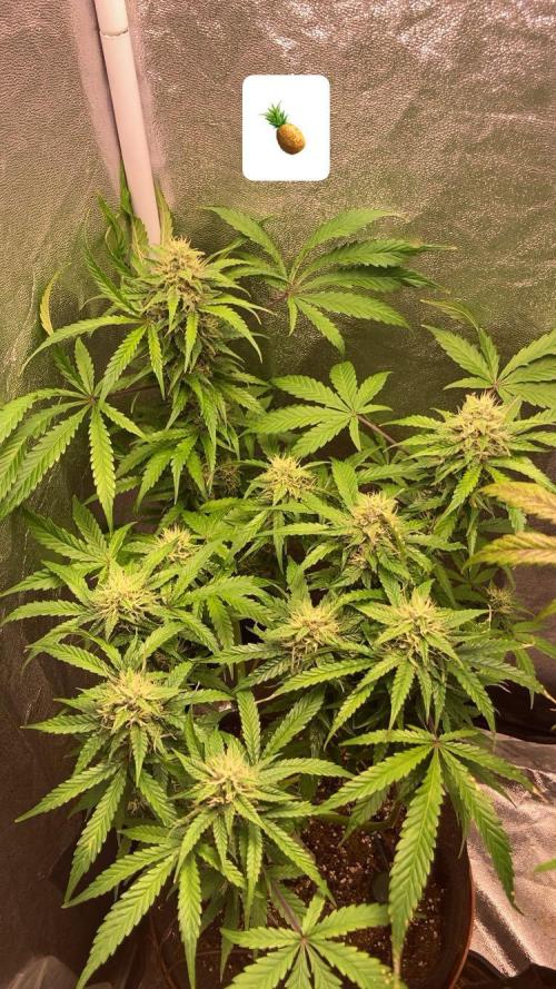 PINEAPPLE GLUE🍍🦍& PassionFruitz. Week 11