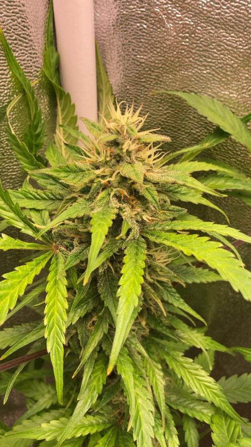 PINEAPPLE GLUE🍍🦍& PassionFruitz. Week 11