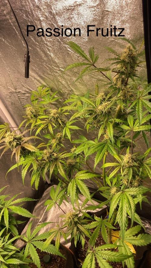 PINEAPPLE GLUE🍍🦍& PassionFruitz. Week 11