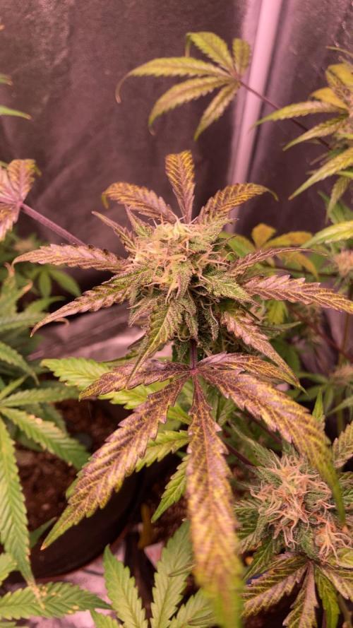 PINEAPPLE GLUE🍍🦍& PassionFruitz. Week 11