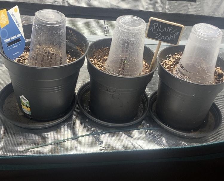 LEMON P☮️WER & 🔵🍣. Week 0