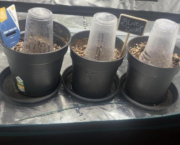 BLUE ZUSHI 🔵🍣. Week 0