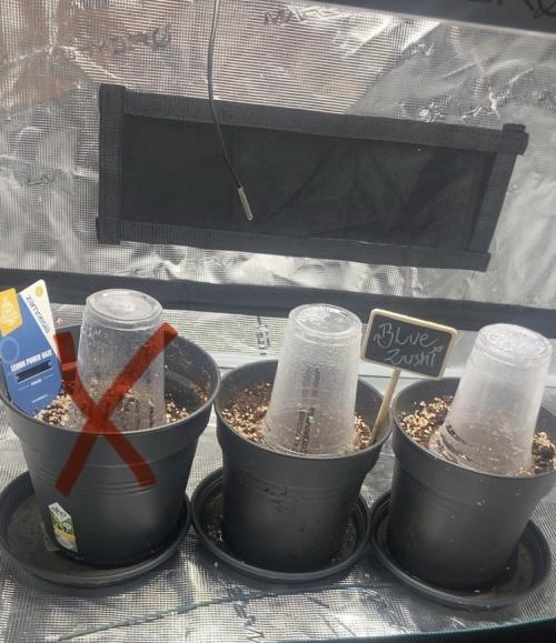 BLUE ZUSHI 🔵🍣. Week 0