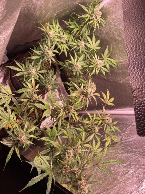 PINEAPPLE GLUE🍍🦍& PassionFruitz. Week 12