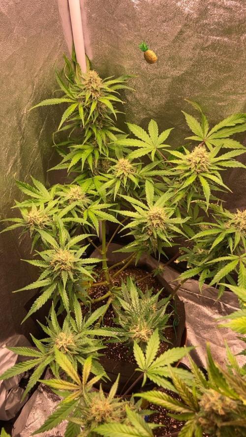 PINEAPPLE GLUE🍍🦍& PassionFruitz. Week 12